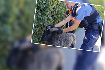 Schafbock drangsaliert Rad- und Autofahrer