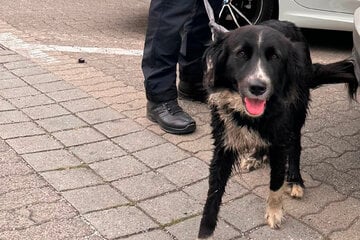 Hündin Betty auf Abwegen: Polizei beendet süßen Mini-Ausflug