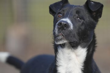 Erst Tötungsstation, dann Tierheim: Wer schenkt Mischlingsrüde Sternchen ein erfülltes Leben?