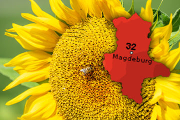 Heiße Tage und frische Nächte: So wird das Wetter am Wochenende in Sachsen-Anhalt