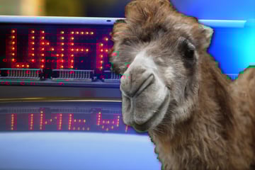 Kamel-Alarm im Ländle: Audi-Fahrer rammt 1000-Kilo-Ausreißer