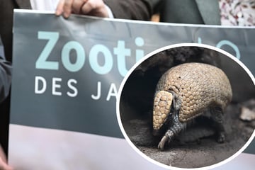 "Zootier des Jahres" in Stuttgart gekürt: Das ist der Gewinner!