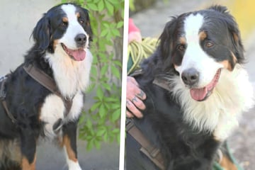 Berner Sennenhündin Polli ist lieb und entspannt: Doch das Tierheim ist gar nichts für sie