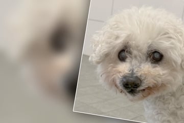 Er hatte alles, dann landet Hund Tati plötzlich im Tierheim: Wer hat ein Herz für diesen Racker?