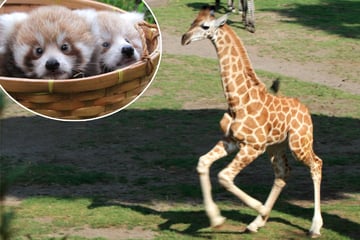 Leipzigs Baby-Giraffe hat endlich einen Namen - doch wie sollen die süßen Panda-Zwillinge heißen?