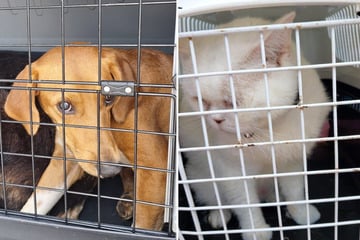Illegaler Tiertransport gestoppt: Polizei rettet acht Hunde und drei Katzen
