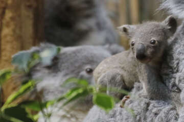 Kleiner Koala im Duisburger Zoo wagt sich immer häufiger aus dem Beutel