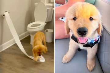 "Calmest" dog in the litter has hilariously different personality when his family takes him home