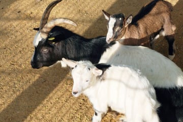 Tod von Bock überschattet Freude über süßen Ziegennachwuchs: Waren giftige Pflanzen Schuld?