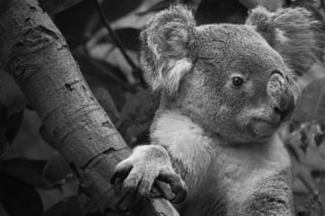 Trauriger Abschied im Dresdner Zoo: Koala "Mullaya" eingeschläfert