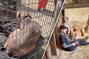 Tierschützer befreien fast 100 Hunde aus grausamem Zuchtbetrieb