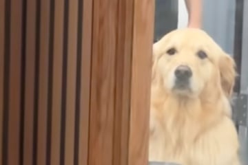 Golden Retriever sieht beim Hundefriseur so traurig aus: Was dann passiert, verzückt so viele