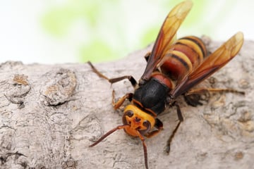 What is the largest hornet in the world?