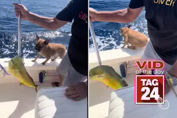 viral videos: Viral Video of the Day for August 28, 2025: Dog steals the show after his owner catches a massive fish!