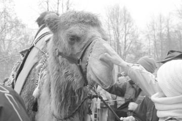 Der sanfte Riese ist tot: Görlitzer Kamel erleidet Herzinfarkt