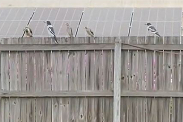Frau wundert sich über nervöse Vögel auf ihrem Zaun: Dann macht sie gruselige Entdeckung