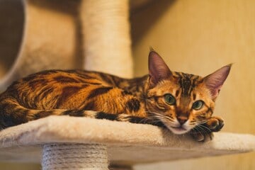 Exotische Bengalkatzen sind schön, aber nervig? Erfahre es im Rasseporträt