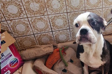 Hunde, Katzen und Kaninchen: 49 Tiere aus Horror-Haushalt gerettet, Zustände lassen Atem stocken