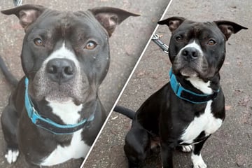 Junger Hund genießt jede Form von Zuwendung: Tierretter schwärmen von seinem lieben Wesen