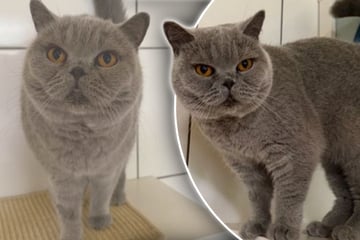 "Fehlkauf" aus dem Netz: Katze wird an- und direkt wieder abgeschafft
