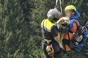 Golden Retriever stürzt in Schlucht - Retter fliegen mit der Hündin davon