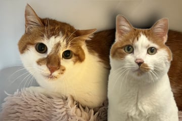 Katzen nach Tod von Besitzer verängstigt: Wer schenkt ihnen wieder Hoffnung?