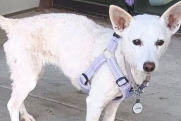 Ihr lief die Zeit davon! Nach wochenlanger, schwieriger Suche endlich ein Happy End für Hündin Luna