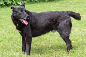 Mehr als fünf Jahre im Tierheim: Gibt es für Mischling Chester noch ein Happy End?