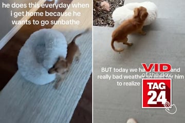 Viral Video of the Day for March 18, 2025: Puppy can't hold in his excitement about sunbathing!