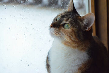 Ab wie viel Grad dürfen Katzen im Winter nicht mehr raus?