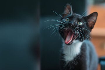Katzensprache: 5 typische Katzengeräusche und ihre Bedeutung
