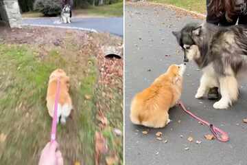 Corgi dog has cutest freakout as she reunites with bestie after over a year apart!
