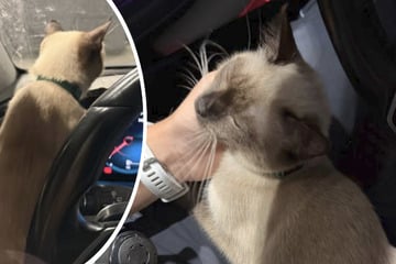Mama überfahren: Polizei tröstet Katzenjungtier