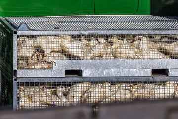 Vogelgrippe ausgebrochen: 20.000 Peking-Enten müssen sterben