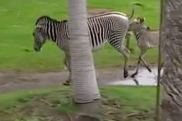 Ouch!  Leipzig zebra mare leaves after foal