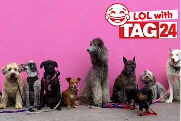 Joke of the Day for July 22, 2025: A dog joke to get your funny on