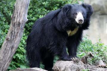 Drama at Leipzig Zoo: World's oldest sloth bear dies, partner also dead