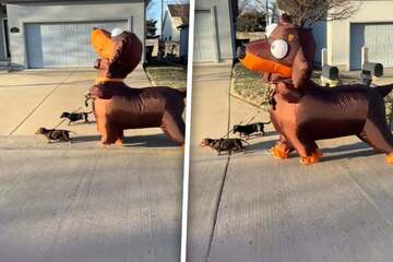 Bizarre giant Dachshund tags along for wiener dog outing in hysterical video!