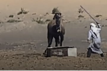 So grausam werden Kamele in Nordafrika misshandelt: "Niemals auf Tieren reiten!"