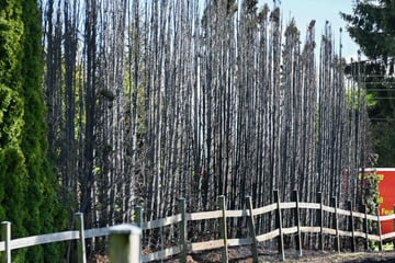 Feueralarm in Mittelsachsen: Hecke steht in Vollbrand