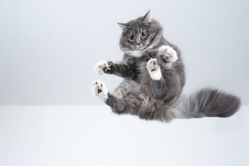 Warum landen Katzen immer auf den Pfoten?