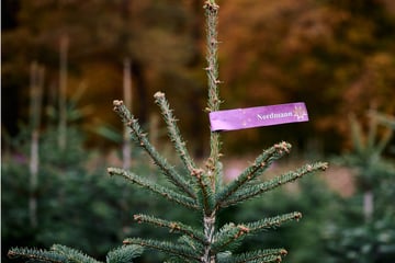 30 Millionen Weihnachtsbäume in Deutschland verkauft: So viele kommen aus NRW