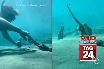 Viral Video of the Day for October 22, 2025: Man befriends octopus in heartwarming encounter