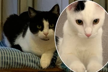 Süßer Kalle ist sehr schüchtern, darum wird er nur mit Mama Pamuk vermittelt
