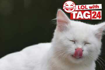 Joke of the Day for May 10, 2025: The best cat jokes for Caturday