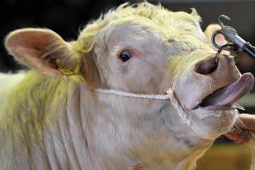 Sie wollte Rinder eintreiben: Bulle tötet Bäuerin