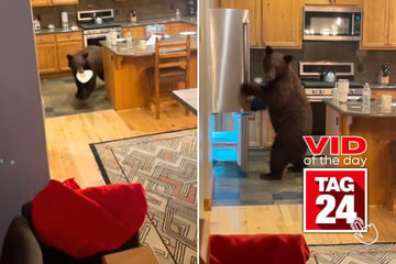 Viral Video of the Day for November 10, 2024: Bear casually lets himself into girls' cabin: "No f***ing way!"