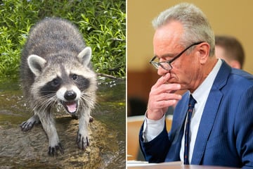 RFK Jr. confesses to hacking off the genitals of a dead raccoon so he could "study them later"