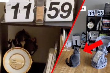 Katze sitzt erstarrt vor einer Uhr: Eine Minute später zeigt sich, warum