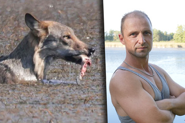Wölfe: Wolf jetzt auch als Fischräuber überführt: Teichpächter fürchten langfristigen Schaden